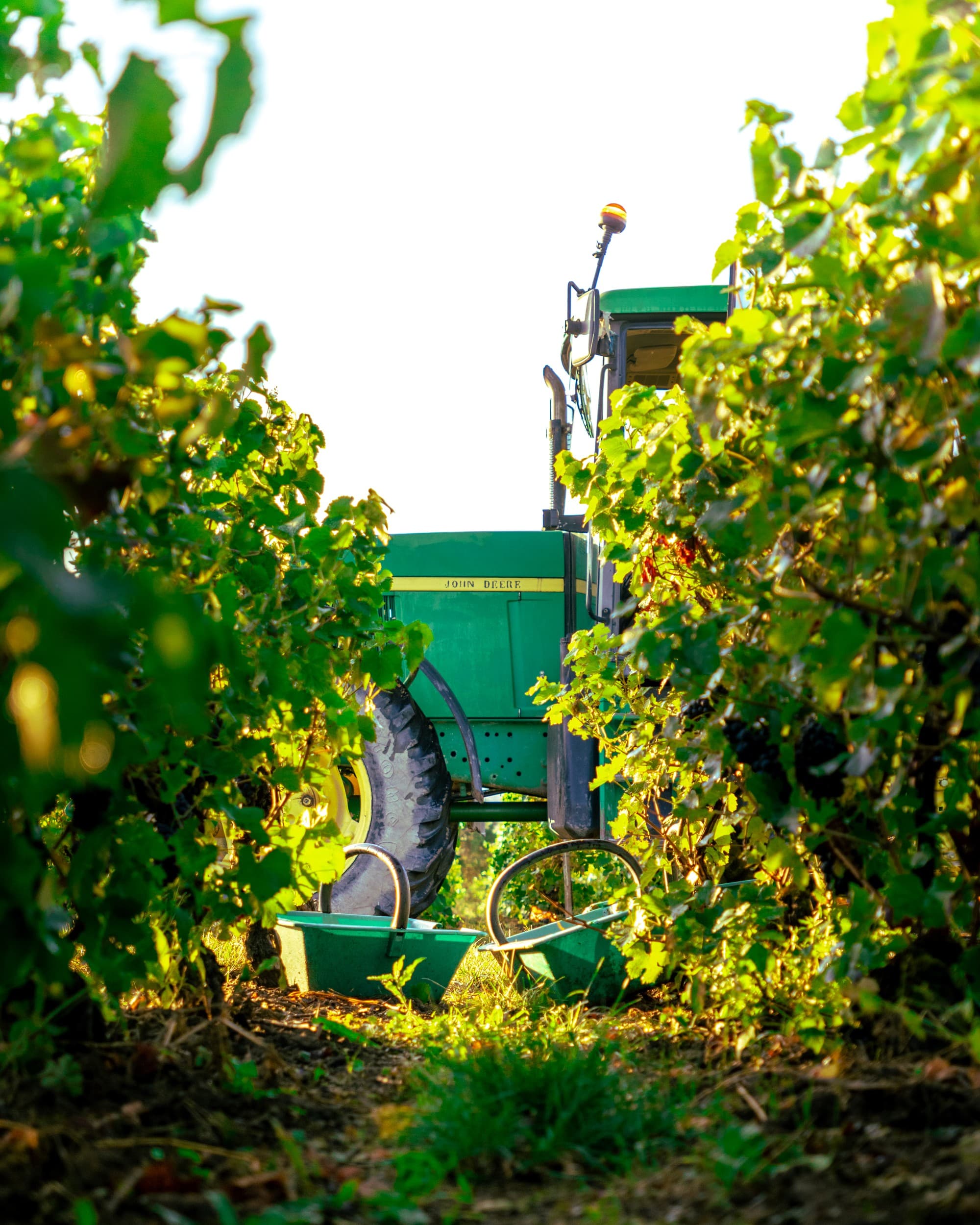 Pressoir aux vendanges, cuverie du domaine