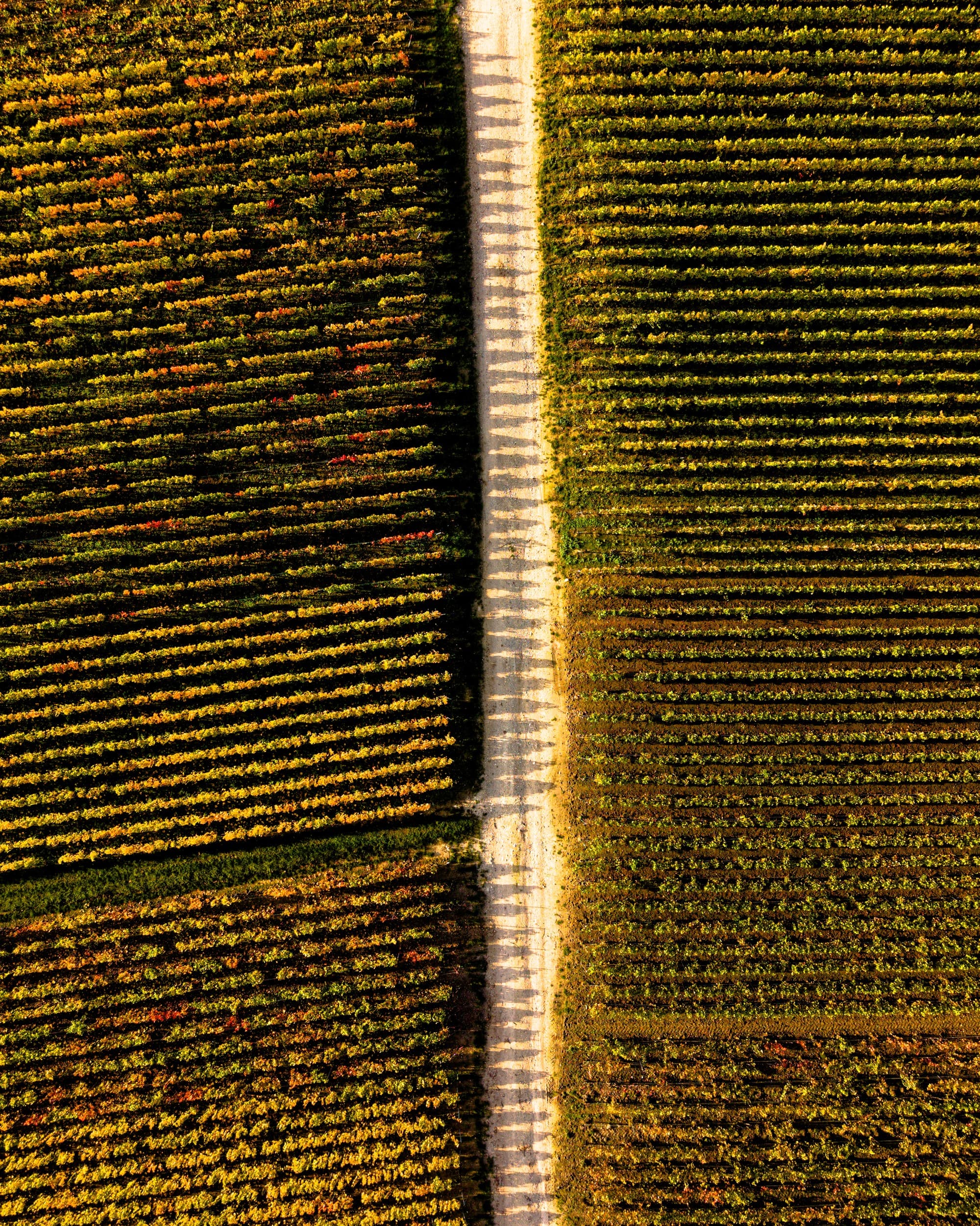 Rang de vignes en lumière rasante, sol crayeux et sableux